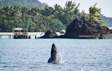 baleine à Sainte Marie Madagascar